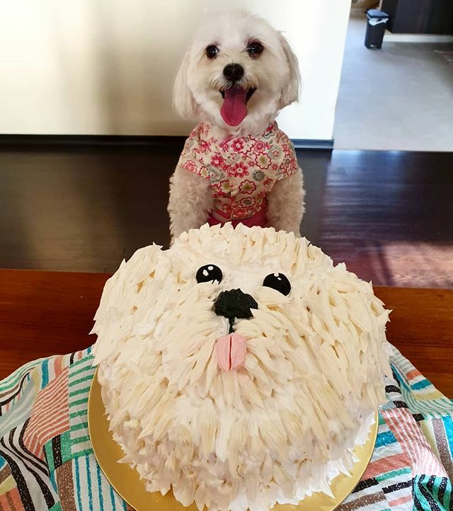 maltese dog cake