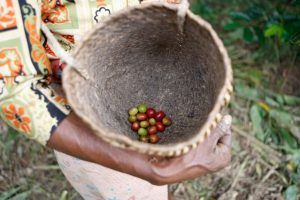 Dr <a href="/JaninaGrabs/">Janina Grabs</a> reflects on the success or otherwise of certification schemes for sustainable #coffee and on how they might evolve in order to better help #farmers
buff.ly/34CE7MY