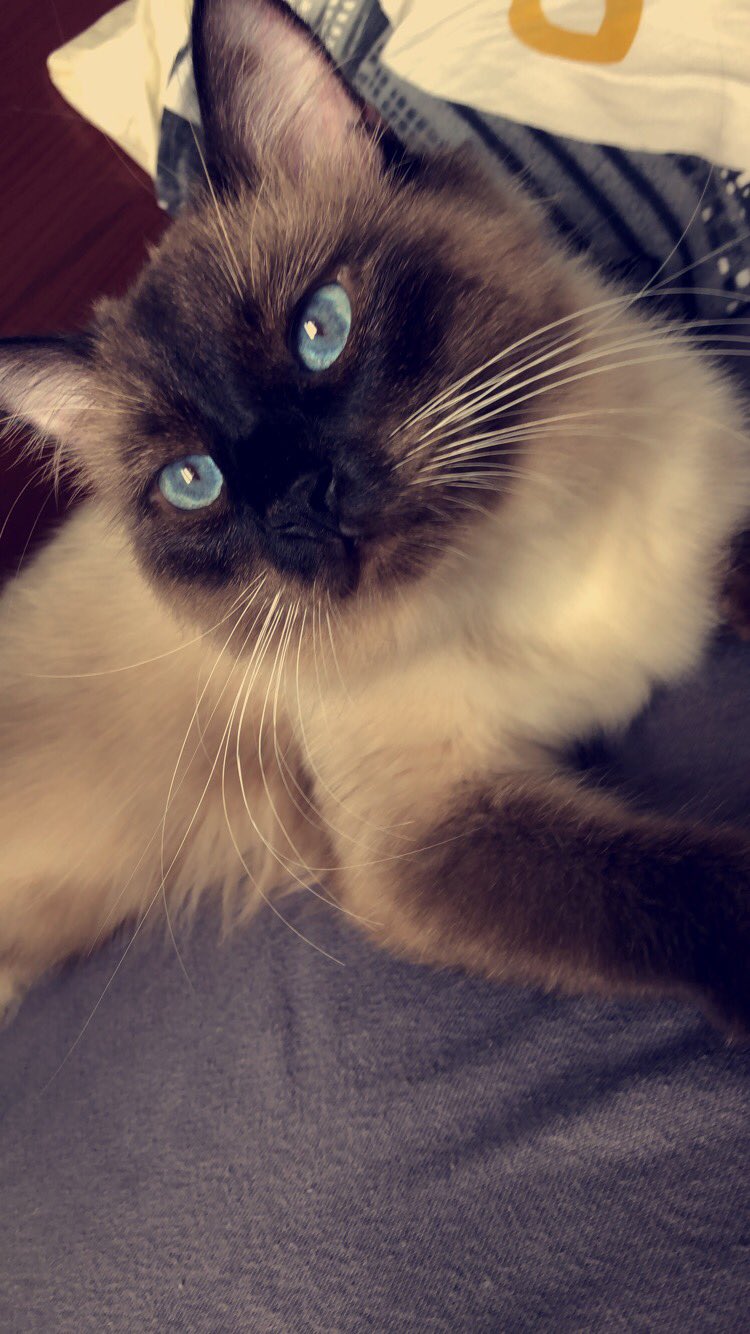 تويتر Idfc على تويتر Bonjours Twitter J Ai Reamenager Chez Ma Mere Et Elle Ayant Deja 3 Chats Je Ne Peux Plus Le Garder Car Mon Travail Me Prend Beaucoup De Temps