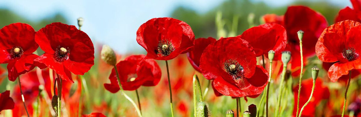 restoreinfo's tweet photo. Today we stand grateful to those who fought, sacrificed and stood for freedom. May we never stay silent in the face of evil. https://t.co/5zzjNWBHn3