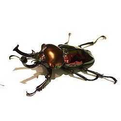 ニジイロクワガタのtwitterイラスト検索結果 古い順