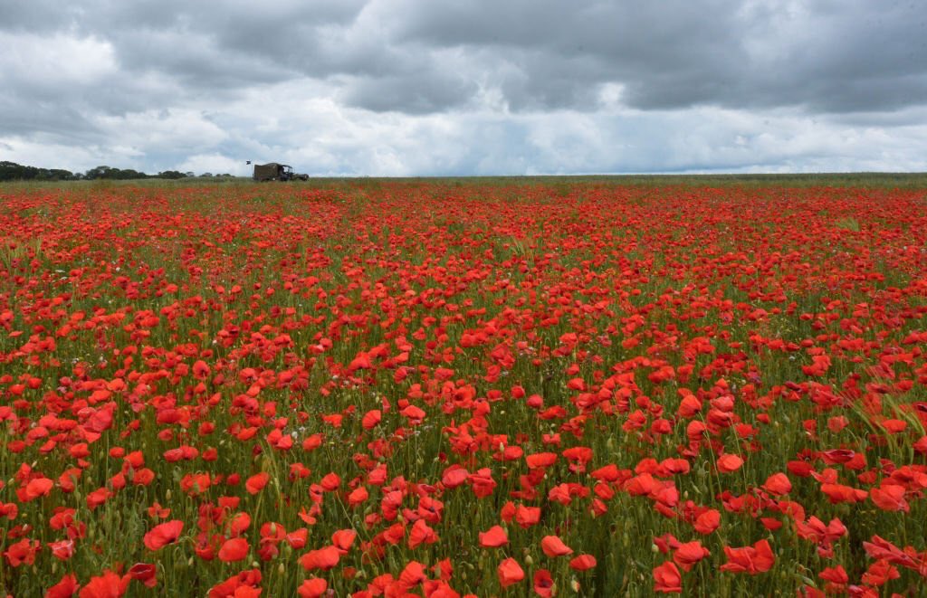 Wilderness_Navi's tweet photo. We will remember them. Today is Remembrance Sunday, today we honour the fallen and remember all those who continue to serve in the defence of our freedom. 

#LestWeForget #RemembranceSunday #RemembranceDay #WeWillRememberThem https://t.co/FO11ldeGhi