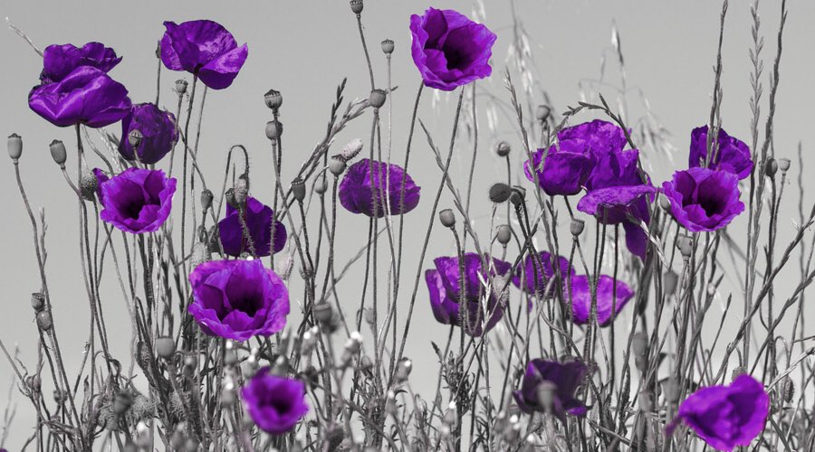 JemWithA_J_'s tweet image. #TheyServedToo #AnimalsInWar #AnimalsOfWar #WeWillRememberThem #RemembranceSunday 💜
