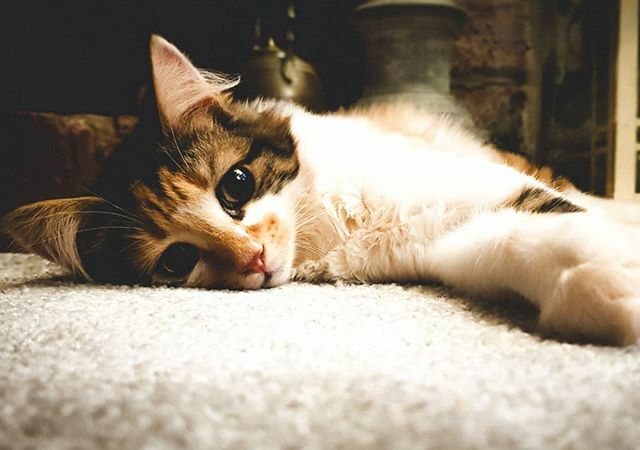 Meet the UK's next top kitten model. She enjoys eating, cosying up by the log warmer, chasing feathers and more eating #catsofinstagram #kittensofinstagram #kitten #cute ift.tt/34H141s