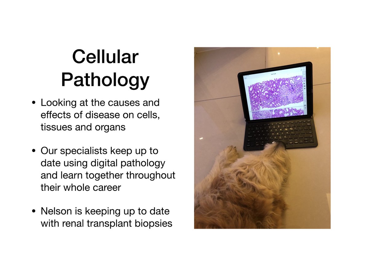 JoMartin_path's tweet photo. And yet more of our brilliant pathology teams for #Nelsonspathologyweek #Pathologyweek2019 @RCPath https://t.co/EjpFL7C6kP