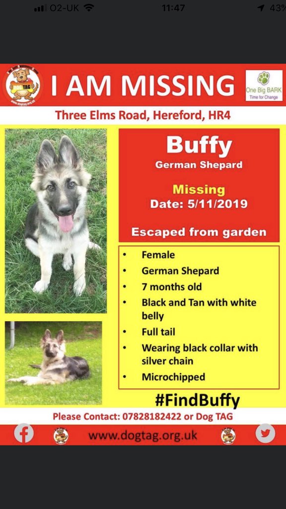 RachaelB100's tweet photo. Buffy is still #Missing #GSD #Puppy 7mths Old!!!
#ThreeElms #Hereford #Herefordshire #HR4 5/11/19
#chipped Full Tail
🚨 Needs Urgent RTs🚨 https://t.co/5SzhLoFgOh https://t.co/jkcGcBjxPl