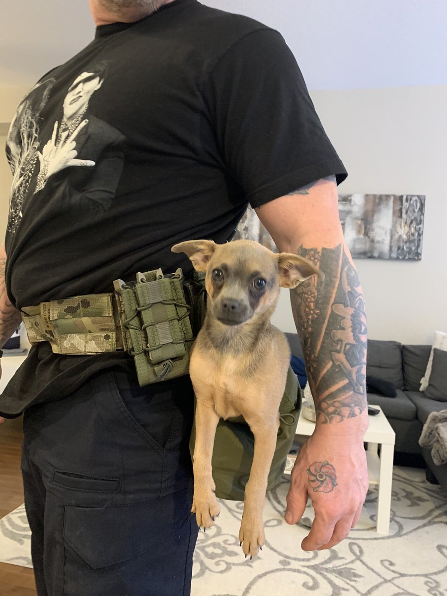 TWilsonOttawa's tweet photo. New battle-belt accessory!! Colin is #RangeReady with this ODGreen Pooch Pouch. Take your pup to the range for tactical training. π¨π¦ππ€·πΌββοΈπ
#TactiTaco #TacticalChihuahua #RangeReady #MansBestFriend #GunDog #RangeBuddy #TeamCCFR #DogsWhoShoot #BeltBuddy https://t.co/fOGCVX1yRk