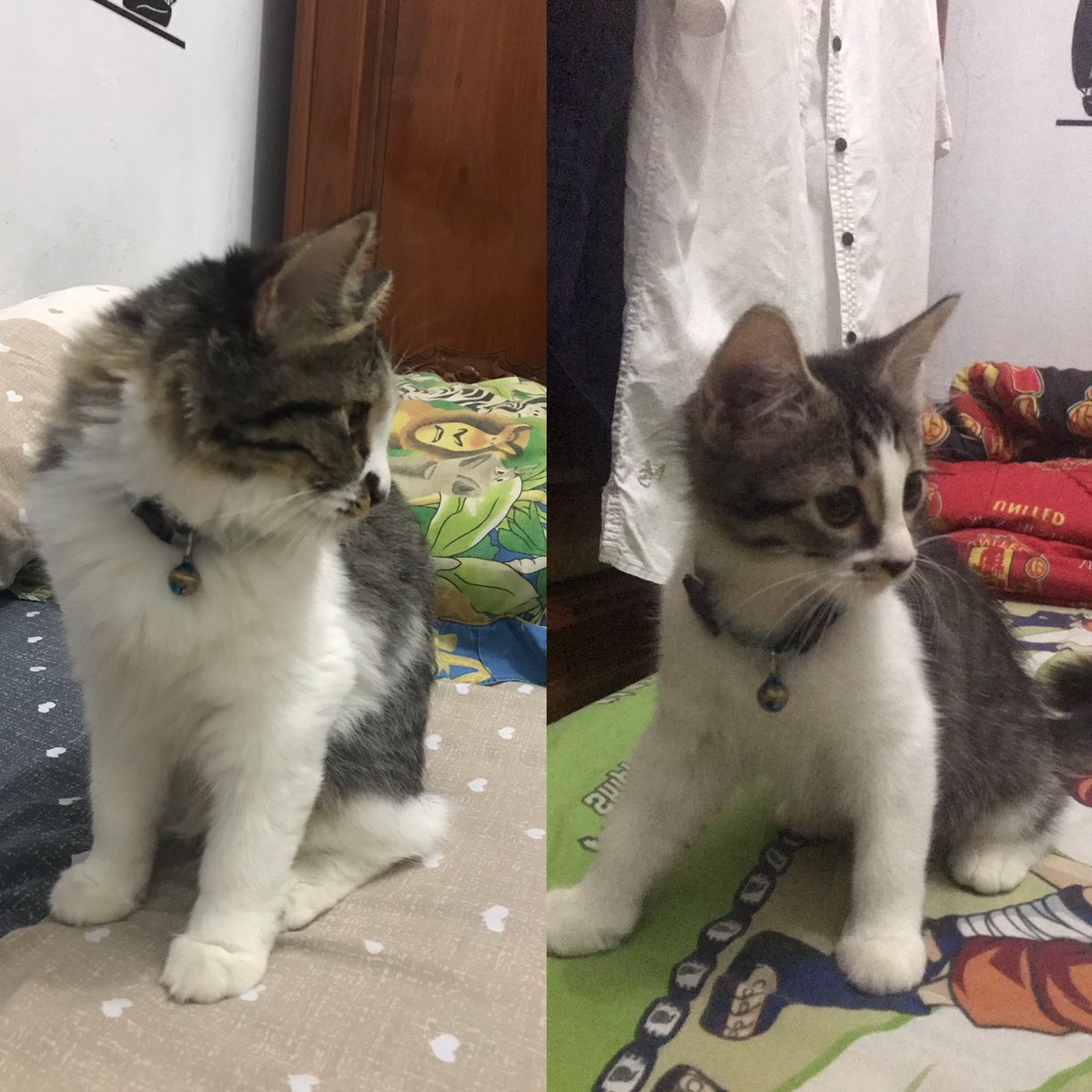 Chilla sudah gendutan, sehat sehat ya chill