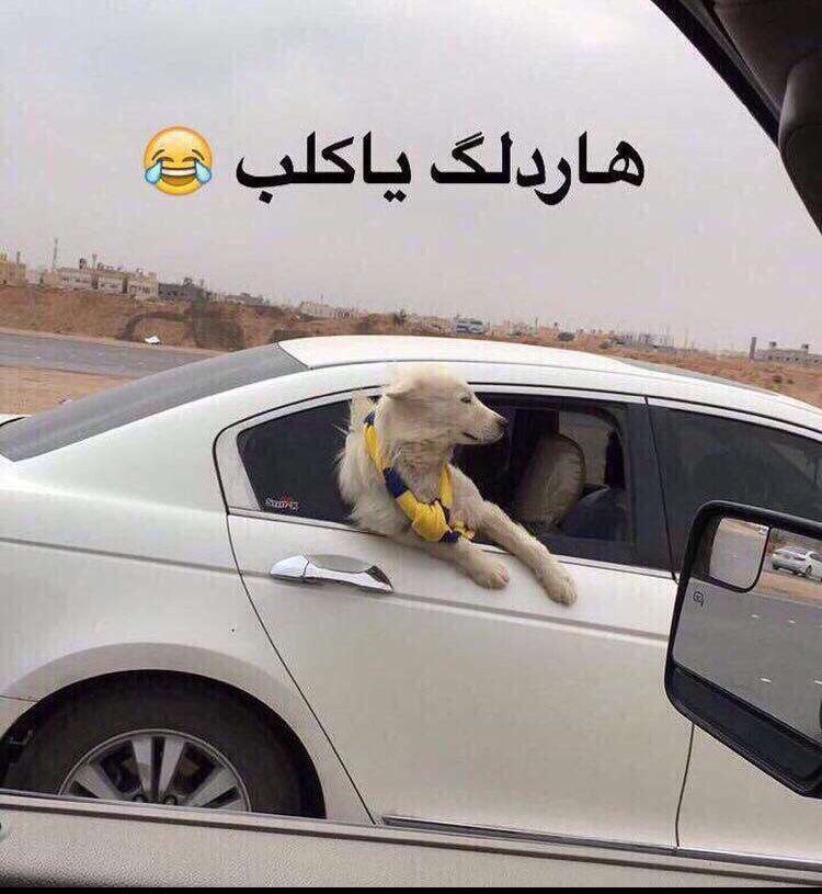 #مقتطفات_هلاليه السلق الفقراوي