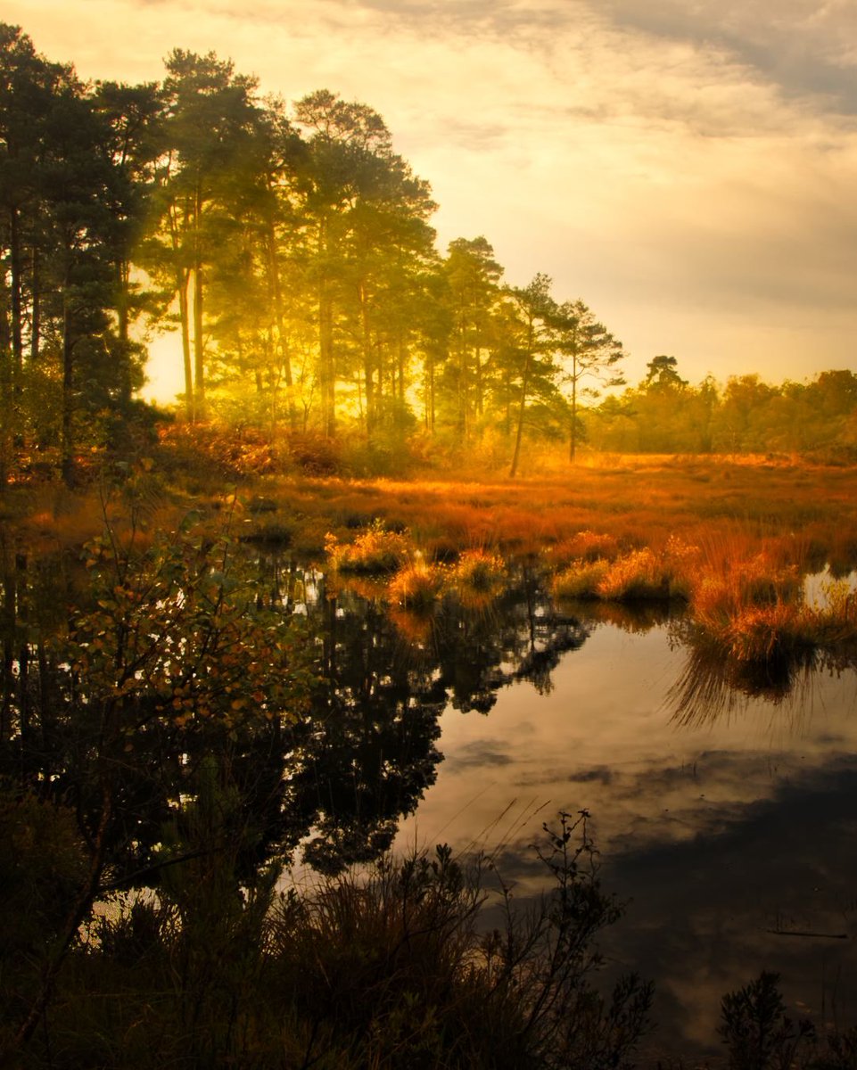 legit_wizard's tweet photo. A new age...
#sunsetpic #forestscape #forestsunset #sunrise_madness #sunriser #sunrise_and_sunsets_aroundworld #sun_collection #sun_light #mobiography #forest_capture #forest_masters #forest🌲 #forestwalk #forest_gallery #forestfeatures #forestphotography #forestlovers https://t.co/hQ4b87pXlj