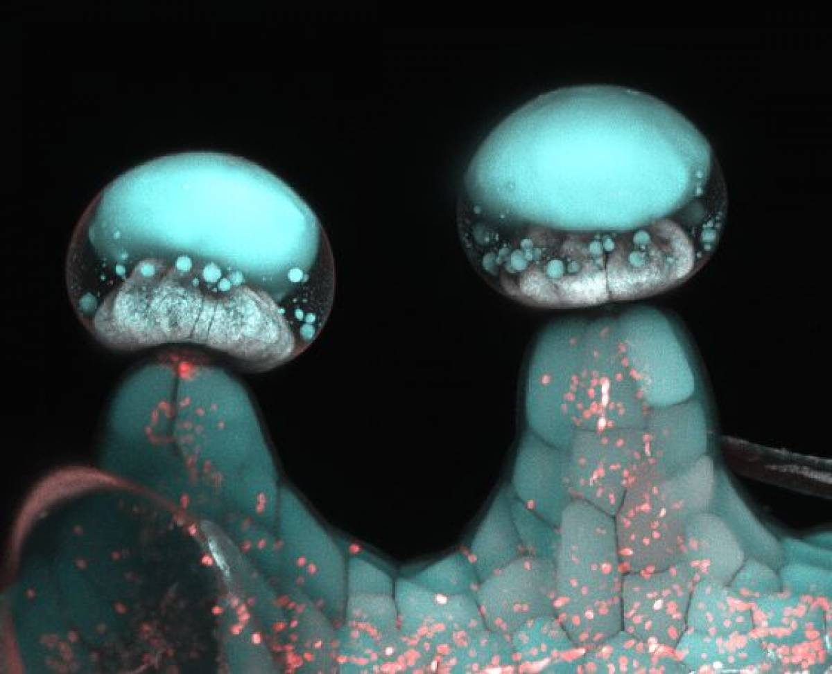 mmjdirect's tweet photo. Some #CoolResearch from UBC on #potency

https://t.co/rNFPhrJr7s https://t.co/VcQGs5eXIe