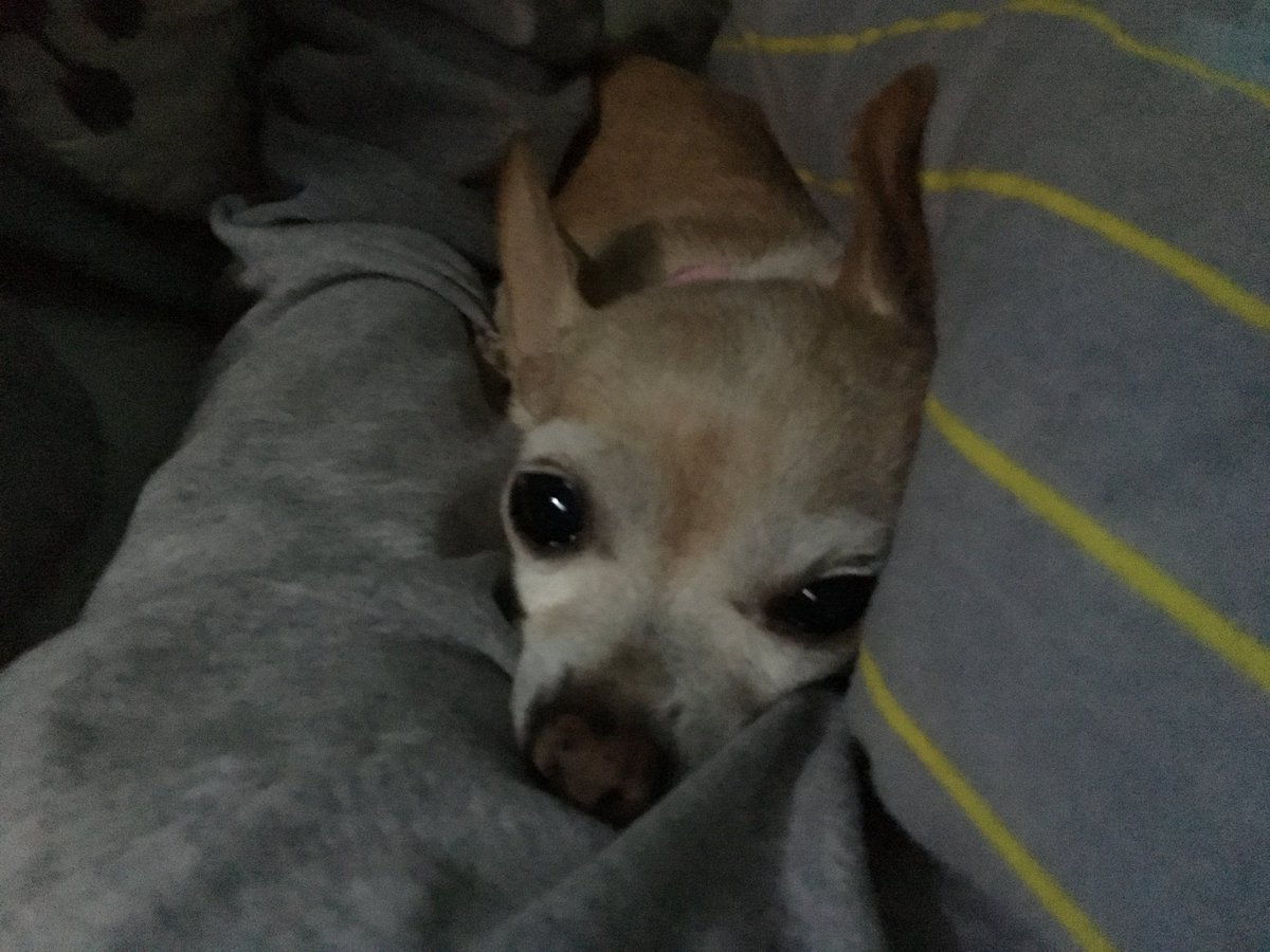Have you seen my reason for waking up in the morning? Oh, there you are. 
🐕🐾❤️
#lulubugs #lulubuginc #napqueen #chihuahua #dogsoftwitter #chihuahualife #famouschihuahua #adoptdontshop #rescuedismyfavoritebreed
