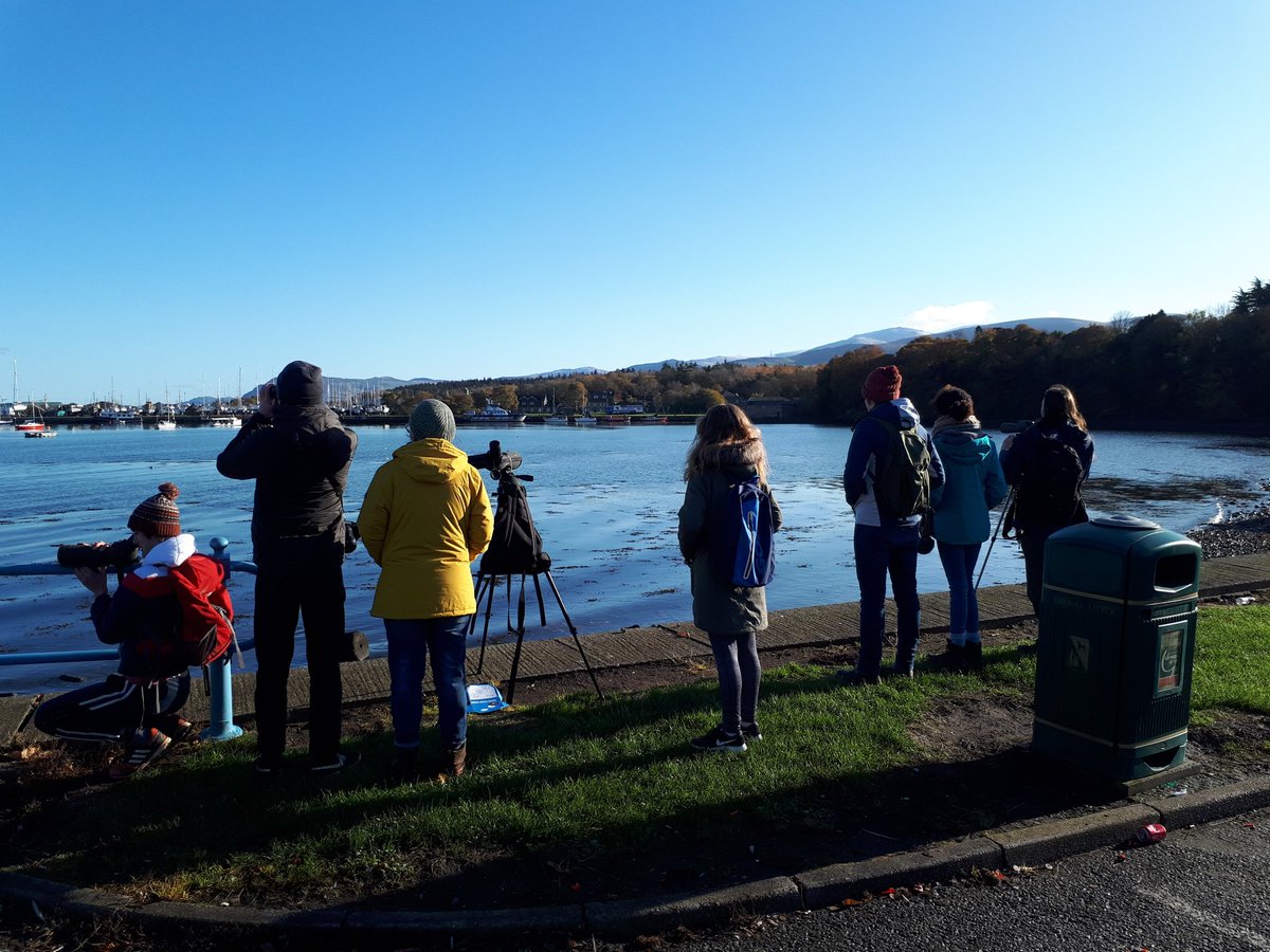 BangorBirdSoc's tweet photo. Great turn out today for both of the @WeBS_UK counts done around Bangor. We enjoyed close views of various waders including Redshank, Turnstone, Curlew and Dunlin plus scoped views of Goldeneye and Red-breasted Mergansers
📸 Curlew @jdhbull https://t.co/FkIFhPB7i8