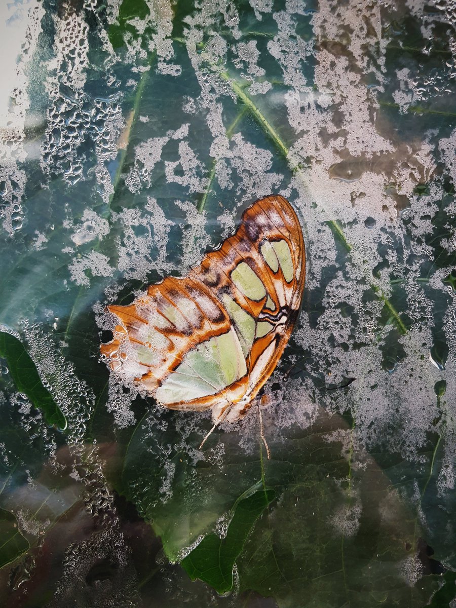 sophiasample's tweet image. Great afternoon at @homeofbombay! William of Orange introduced the Dutch 'genever' to England in 1688 having experienced 'Dutch Courage' during the Thirty Years War. We've been distilling gin ever since. Thanks William! 🧡 #bombaydistillery