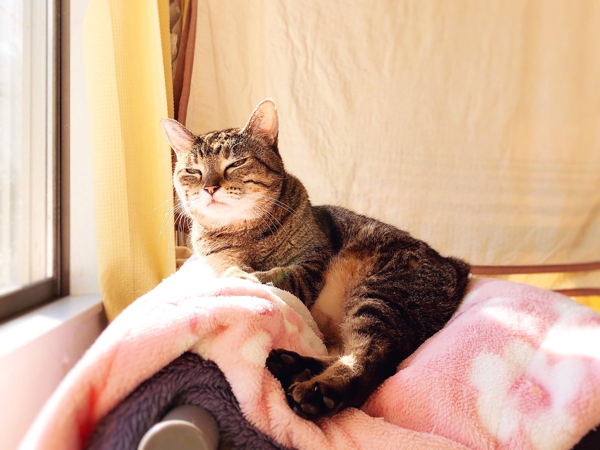 猫野四季 猫が溶ける工程 ねこ ネコ 猫 太陽光の温さで溶けます