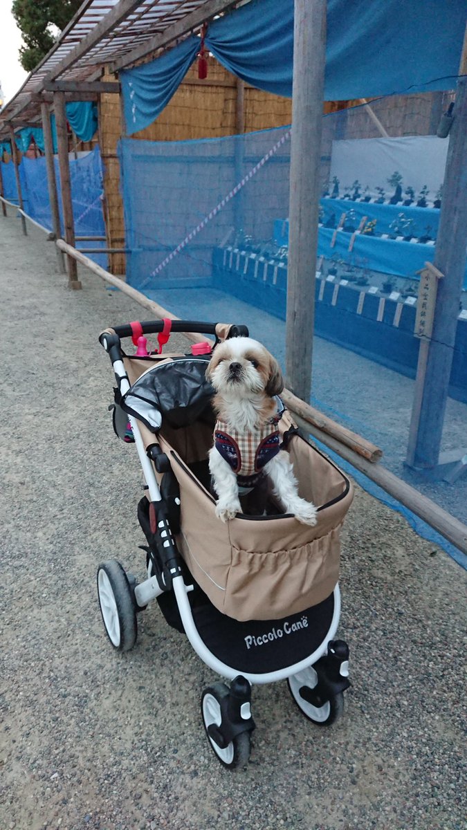 ピッコロカーネ