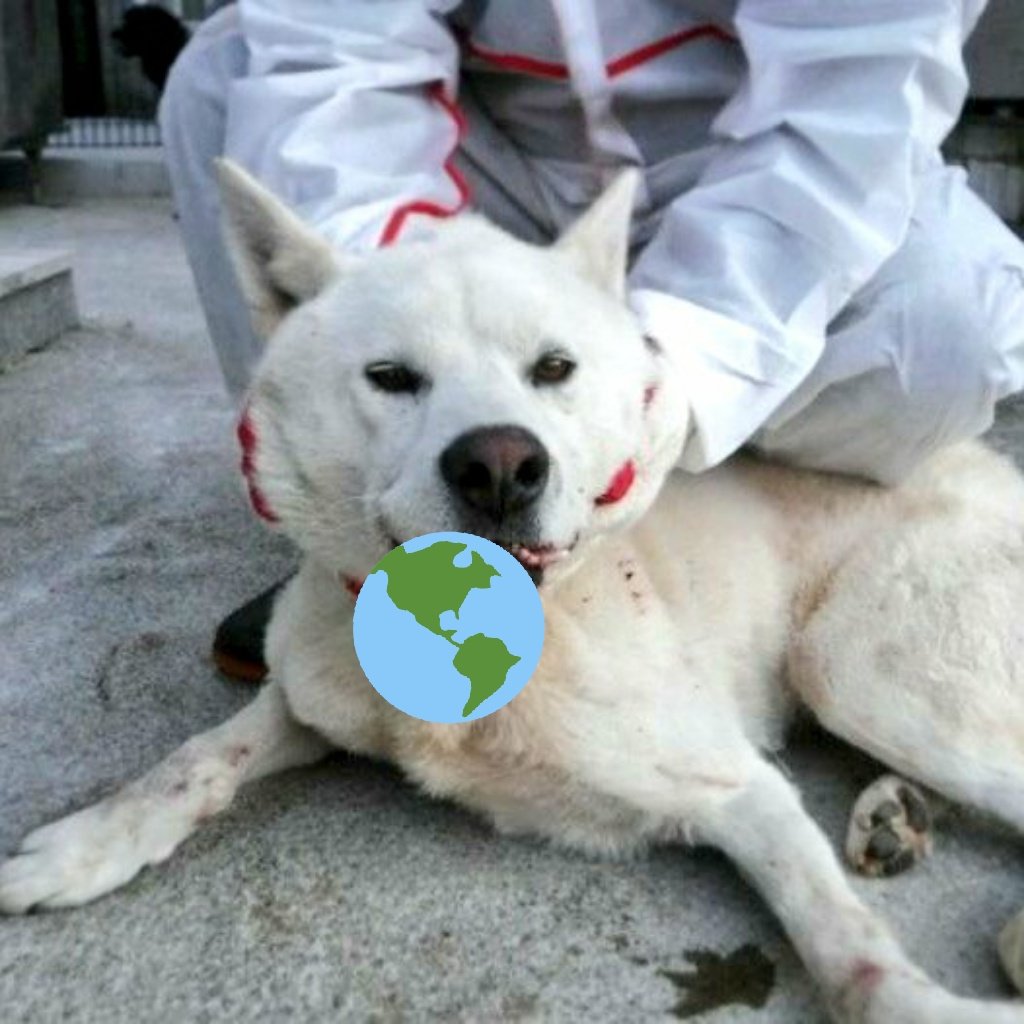 포비 수술했습니다!☺ tweet media