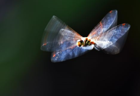 tkbrownwriter's tweet photo. "Dreams, on Gossamer Wings"
          ~~  by tkbrown

"Slumber creeps in and takes one away
to a world of gentle . . . . "

See the rest here:
https://t.co/b3anO2lgq4

#WritingCommunity #tkbrown #writer #poet #poem #Dreams #Wings

Photo by: David Clode on https://t.co/RnHgr6C8xF https://t.co/ZrHYm2Izip