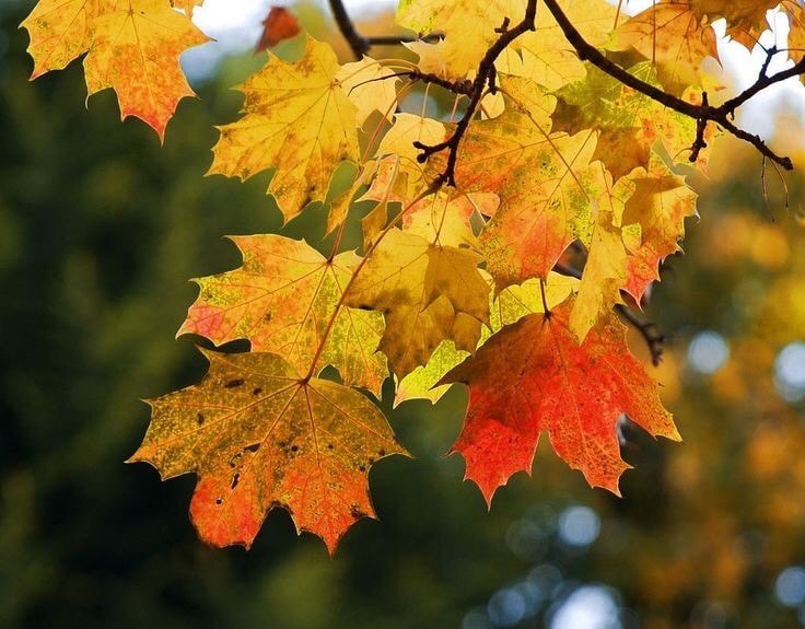 Ekremi alkışlayan yaprakları artık koç müzesi nde saklarlar 😂😂