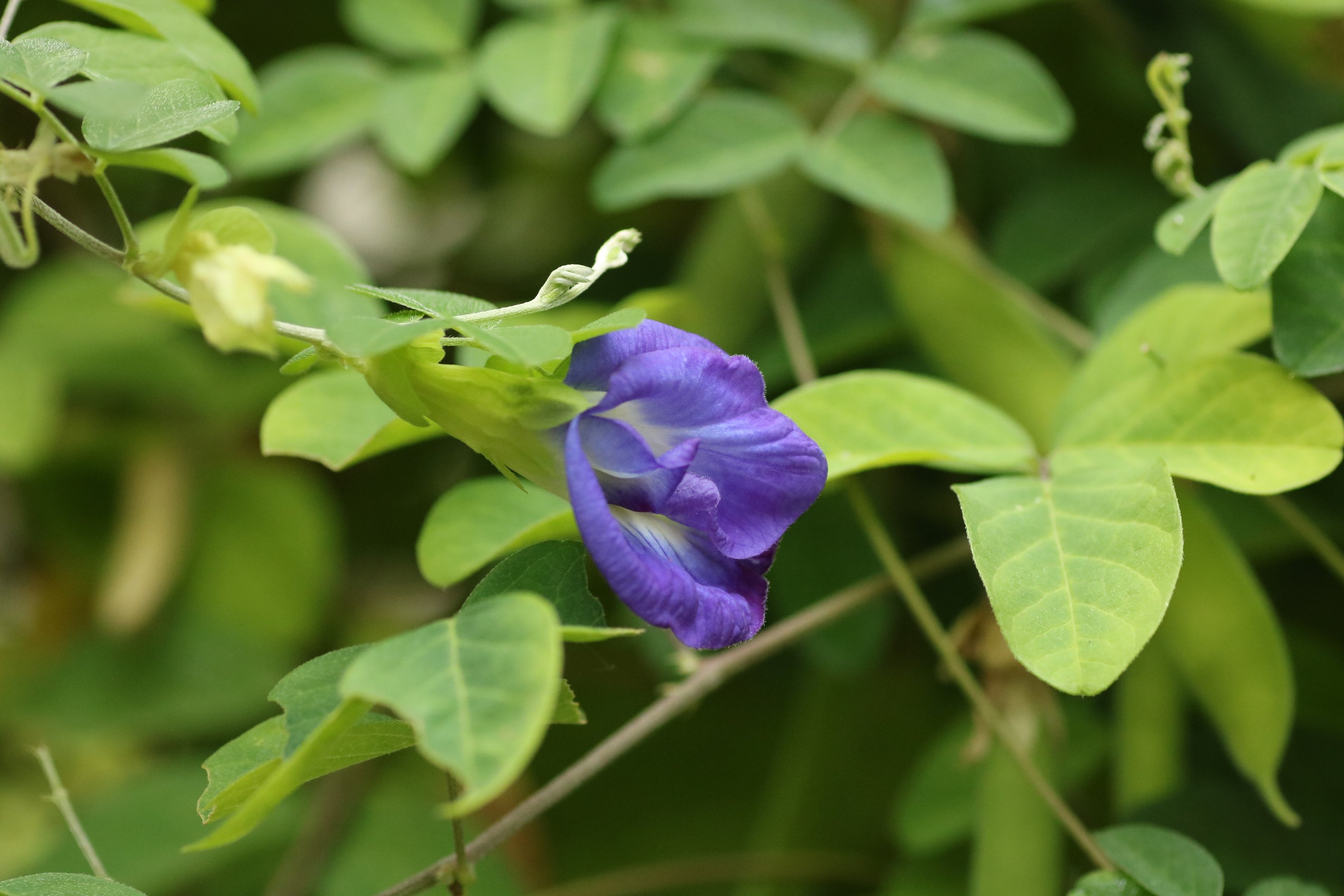 Gun Fighter クリトリア 東南アジアからインドに分布するつる性のマメ科の植物 日本には江戸時代末に入ってきたという 別名はチョウマメ 蝶豆 花後 長さ10cm前後のインゲン豆に似た扁平な莢 果実 が付き食用になる クリトリア チョウマメ