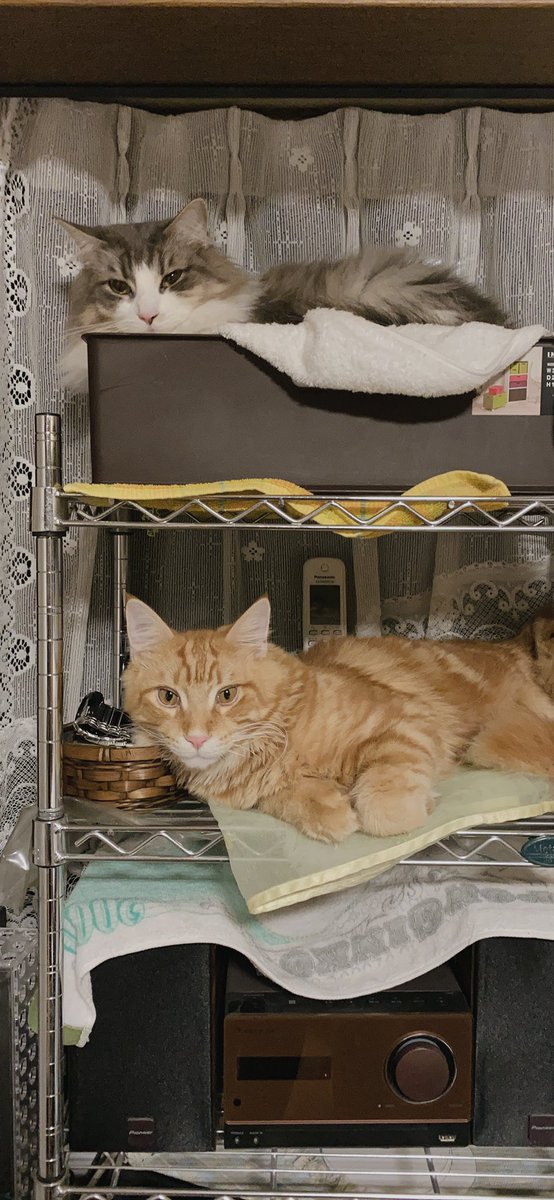 キャットマンション 