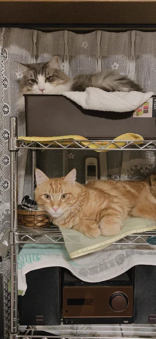 キャットマンション 