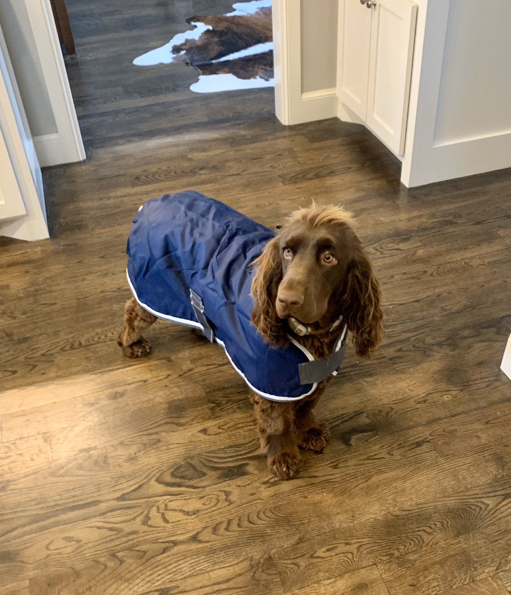 aclotheshorseok's tweet image. Apollo is ready for winter in his new @WeatherBeetaNA dog coat! #fieldspaniel #dogsincoats