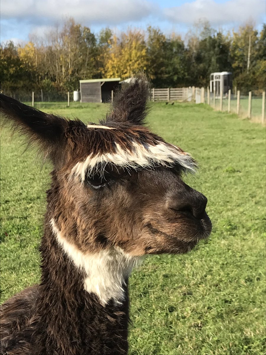 Gogmum's tweet photo. Smartly #coiffured #companion on my #walk this morning.... #alpacha #hairstyle https://t.co/b6QEOAZFvx