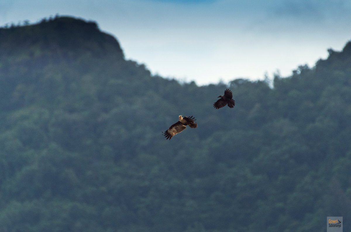 aliceonaroll's tweet photo. Birds may not have traffic woes but they have their version of road rage, apparently. 

A young kite gets harassed by a crow mid-air, because, well, crows don’t like kites. 

#NaturePhotoDaily #Birding #Photography https://t.co/ecYNrt8unC