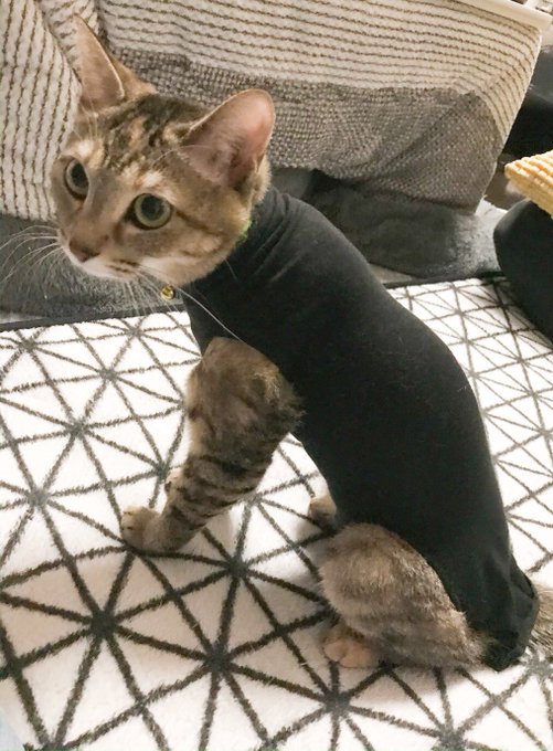 ウナギ犬のtwitterイラスト検索結果