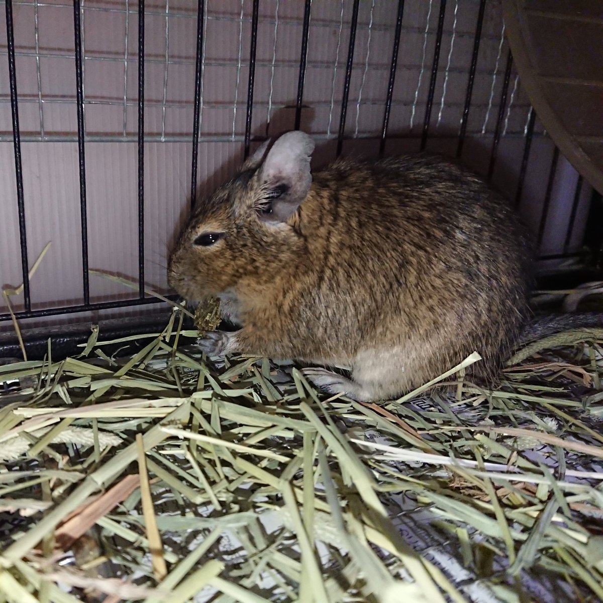 いおぎ デグー沼 ペレットと牧草くずでチモシークッキーをつくったら好評でした デグー