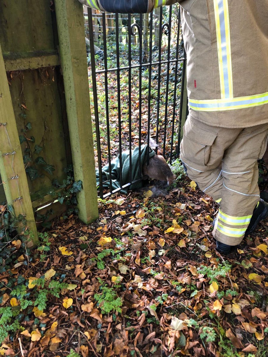 SuffolkFire's tweet photo. A huge shout out to Ben from @CatleyCrossVets for assisting the crew from #longMelford @SuffolkFire &amp; control operators @cambsfrs in rescuing a young deer, who had got stuck in an iron gate overnight! Thank you Ben 👍 #teamwork https://t.co/GGW2InJeDx