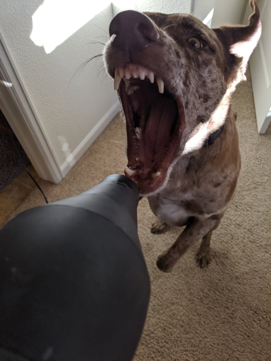 Quite the weekend after being acquitted of my escape charges...I battled a dragon and Bro saved mom from a hair dryer!