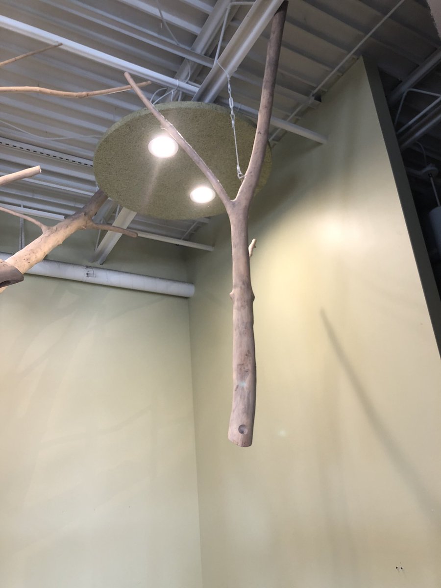 We always knew the Dream Tree was magical but wow! <a href="/CThomasLewis/">C. Thomas Lewis</a>