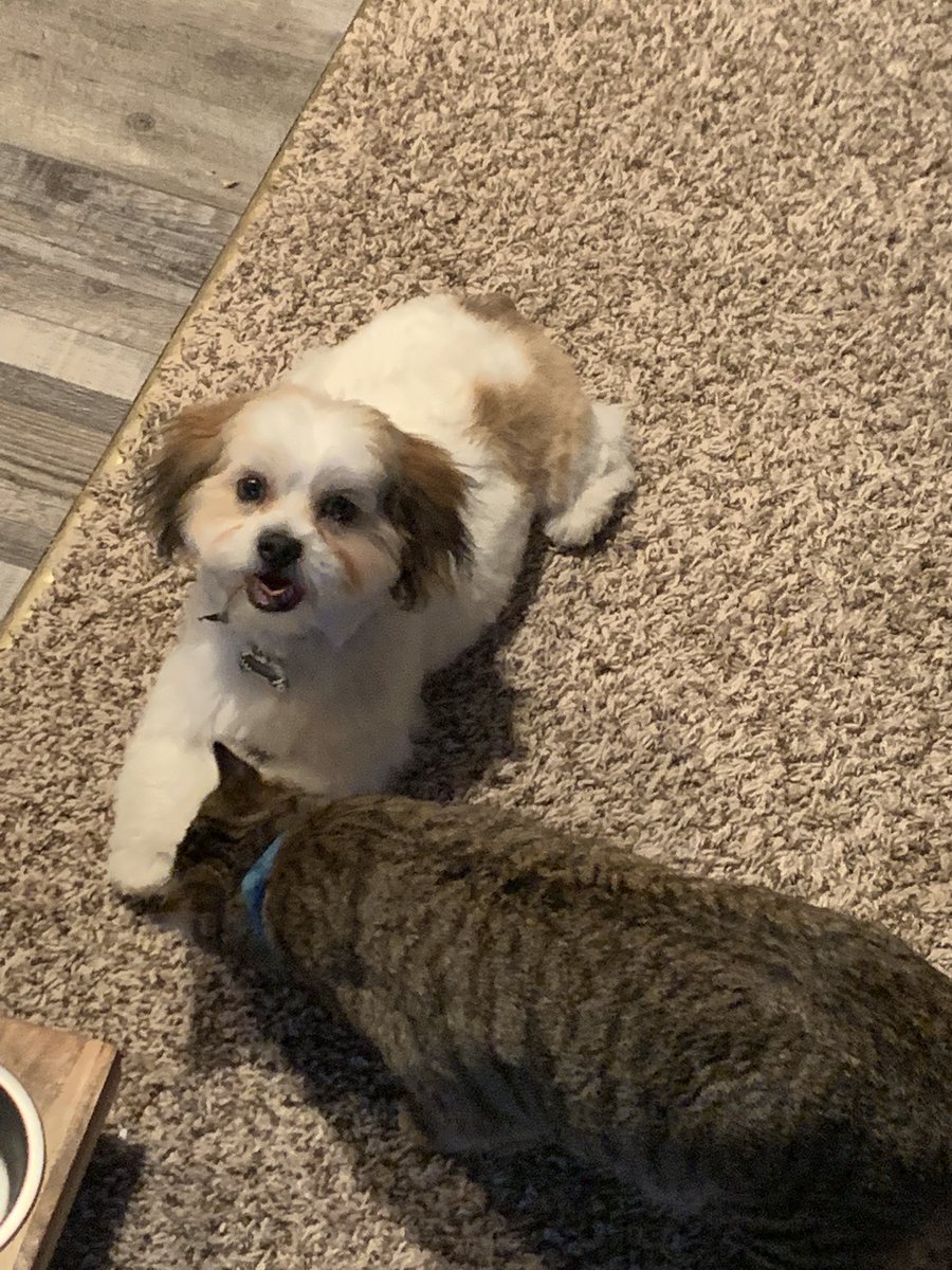 Keiling_1401's tweet photo. @DrLupo @DrLupo Moose and Nala day good morning!! https://t.co/0HQF5QoB9x