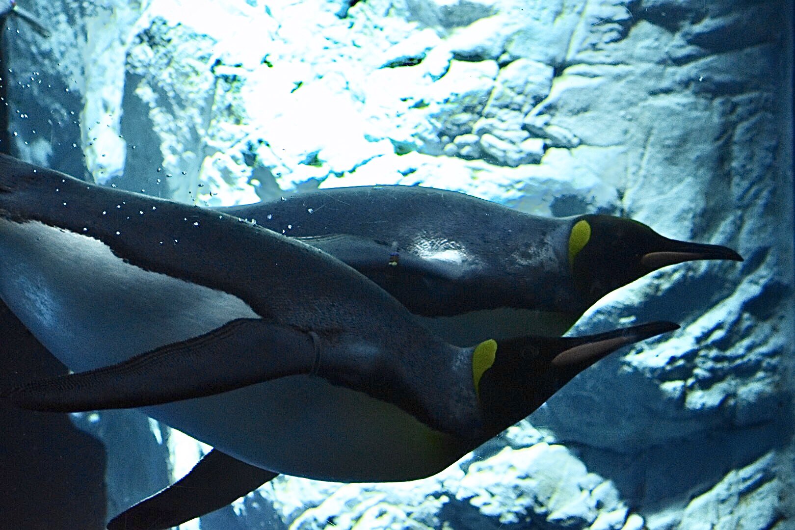あみ 力強く泳ぐ姿 美しいです キングペンギン 海遊館 T Co Pyda95ngia Twitter
