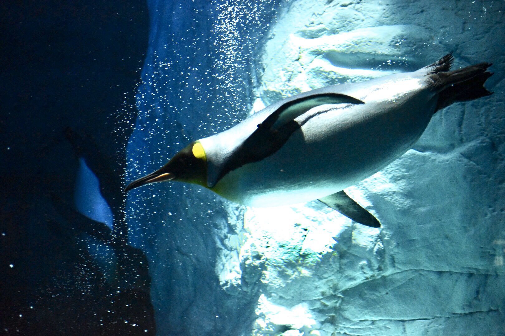 あみ 力強く泳ぐ姿 美しいです キングペンギン 海遊館 T Co Pyda95ngia Twitter