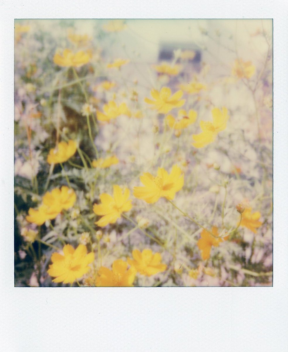 photoyoshioka's tweet image. POLAROID SX-70 LAND CAMERA
SONAR AutoFocus 70⇄600改造

たまにポラ！

#Polaroid
#PolaroidOriginals
#ポラ