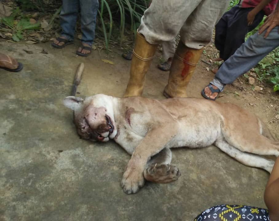 Nos llega esta denuncia: “Sector Sabana de piedras, Caripe, Estado Monagas hace 3 o 4 días. Aparentemente lo acorralaron con perros y lo apedrearon. En la cara, parece un disparo de escopeta. Esta es una de las amenazas que enfrenta la fauna y que no todo el mundo ve.
