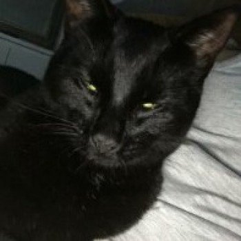 MissingPetsGB's tweet photo. 🐱#MissingCat RINGO left home for the night as usual on Nov 3 & didn’t return Monday morning. Last seen Kirk Hallam #Derbyshire #DE7
He lives next to the Nutbrook trail on the new estate Elkas Rise.
Owner is absolutely heartbroken. Please share @PickersEm
https://t.co/LECqMC4TXa https://t.co/So7kITJFVT