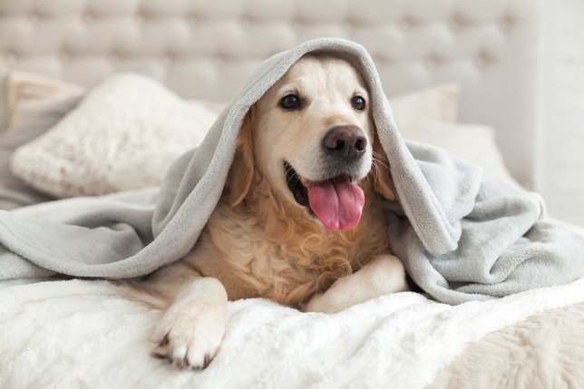 Could owning a #dog mean you live longer..? Science has apparently discovered that those with a pooch live longer due to being more active. metro.co.uk/2019/10/10/own… #dogs #pets