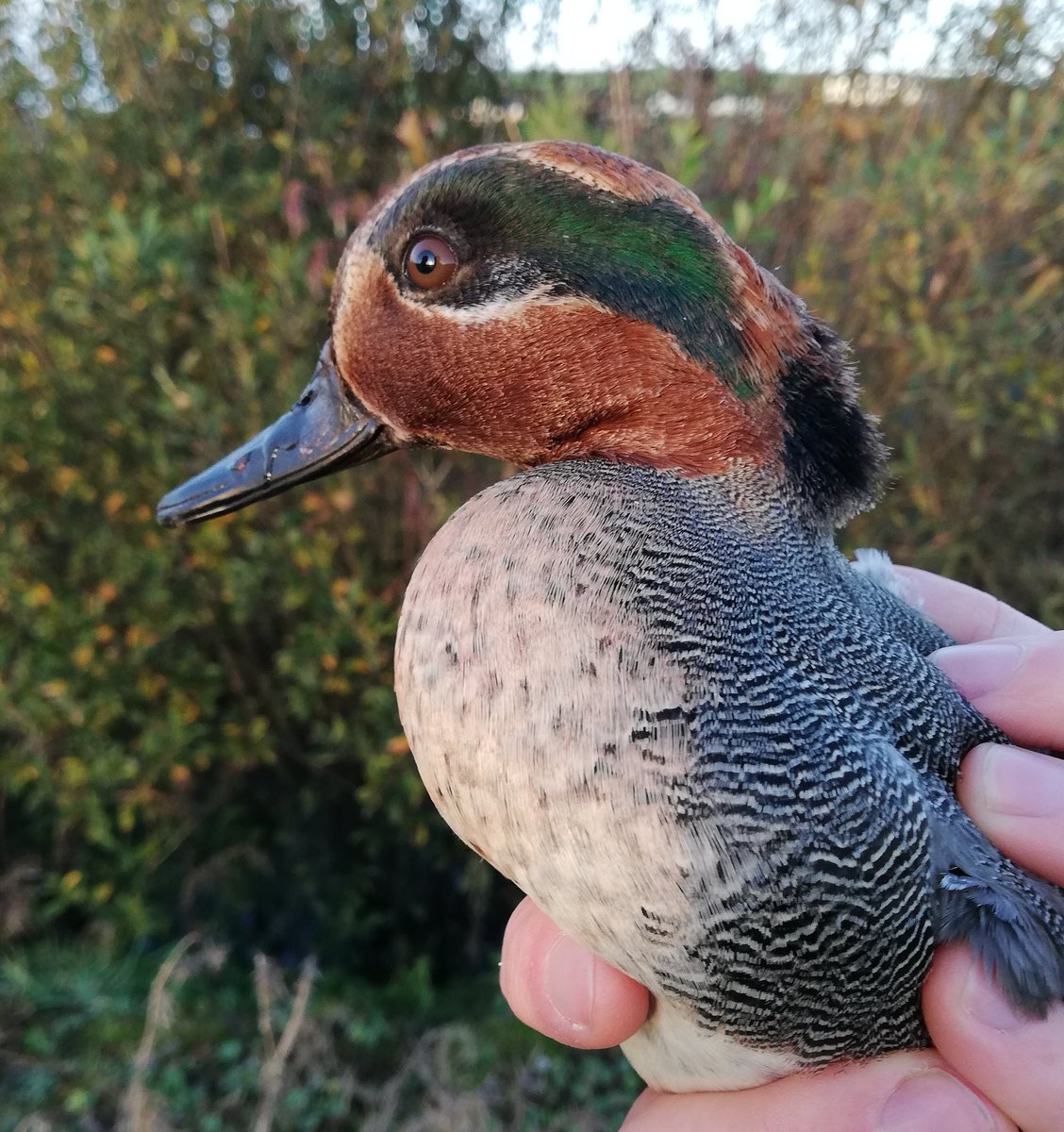 Sam Bayley tweet media