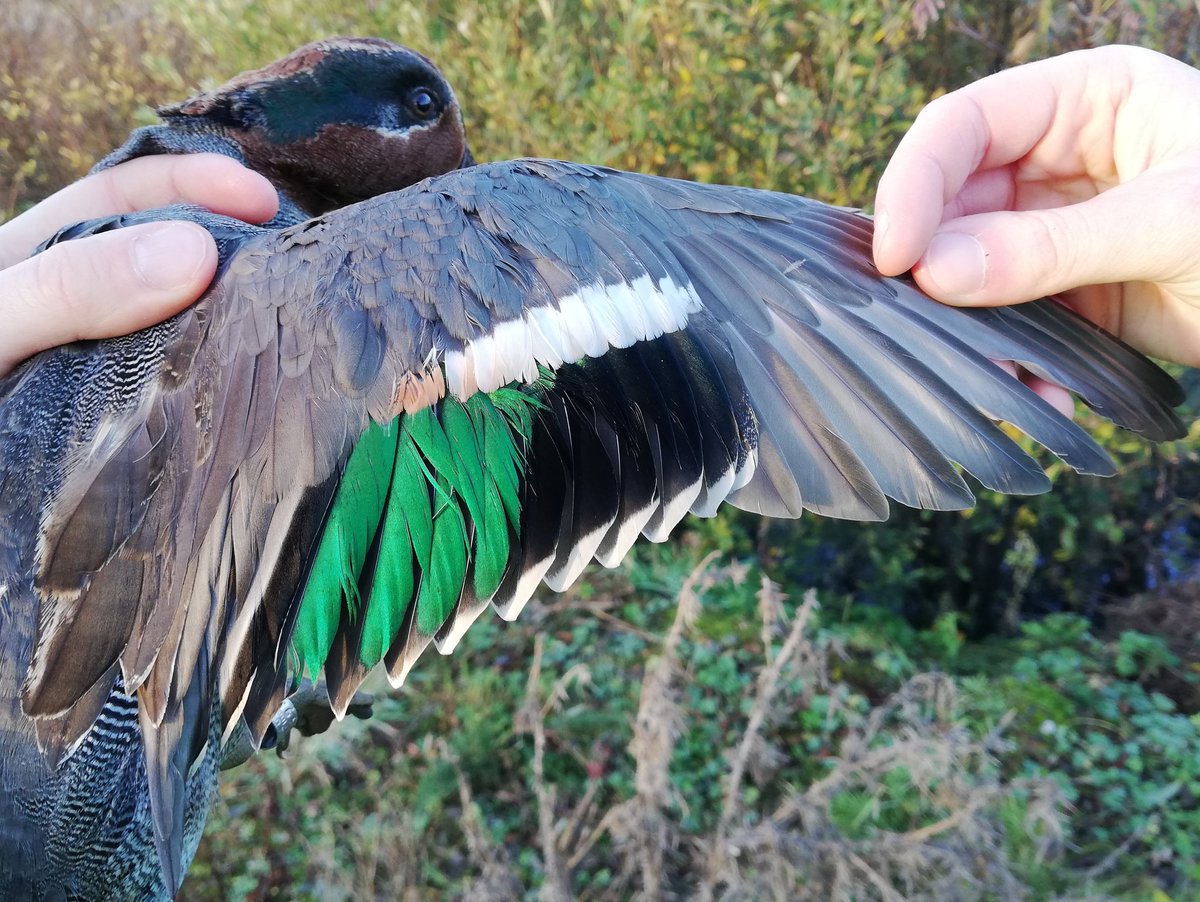 Sam Bayley tweet media