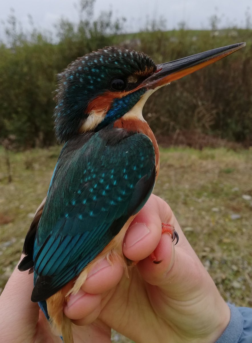 Sam Bayley tweet media