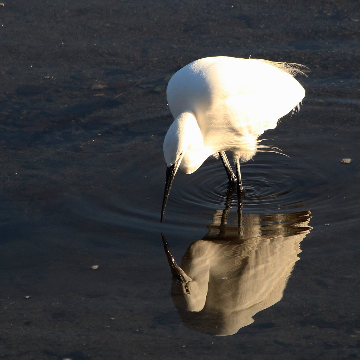Reflection 😍 and another lifer. 

Little Egret on the Duoro River, Porto. 

Little Egret / Egretta garzetta

#littleegret #egrettagarzetta #TwitterNatureCommunity #duoro #porto
