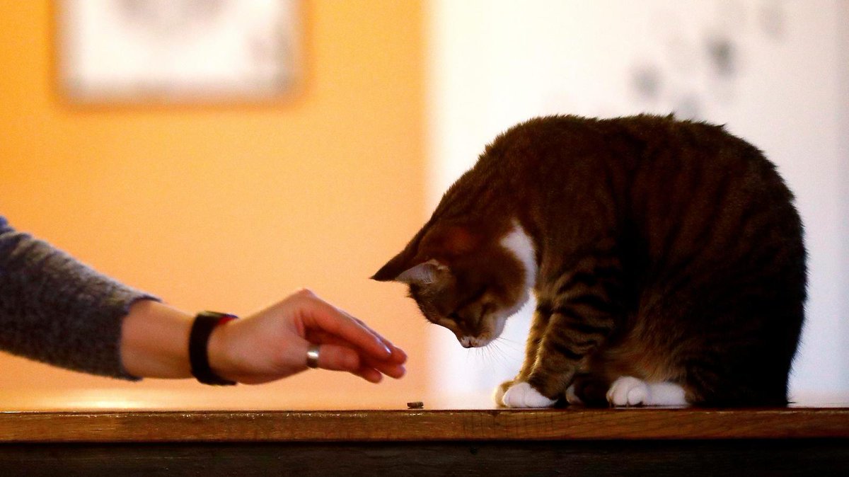 OK, so science thinks you may be stroking your #cat all wrong. But, wouldn't your furry friend let you know in the kindest way possible if that were the case? qz.com/1672668/how-to… #cats #pets