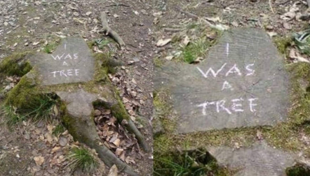 ShayanA07947433's tweet photo. We should understand the importance of trees.
Indeed a sad picture with a great message. 

#STOP_CUTTING_TREES https://t.co/oSgxjo7rMu