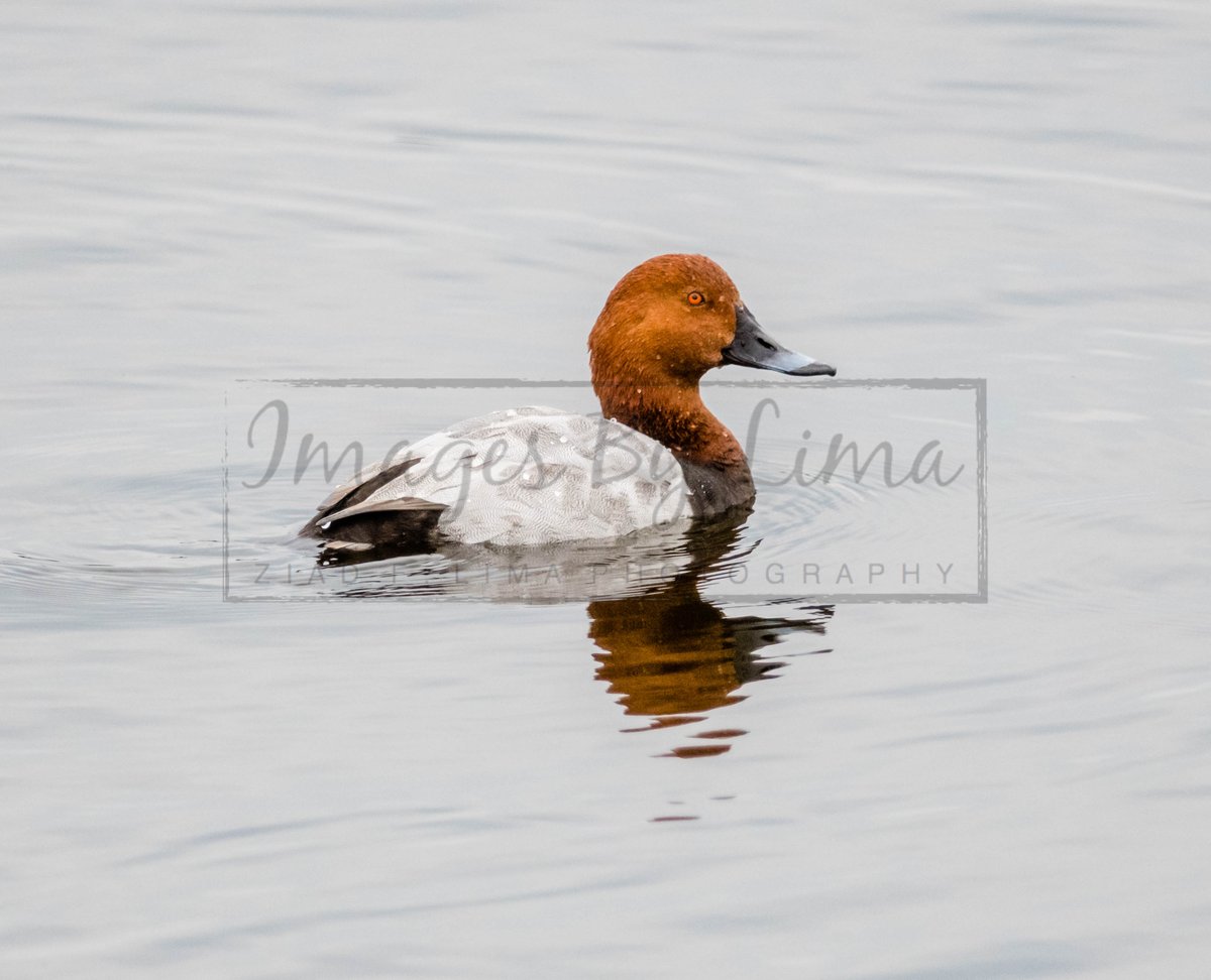 ImagesByLima's tweet photo. Taken at @E17Wetlands
 #London #UK #Pochard (Aythya ferina) #Birds #Bird #BirdPhotography #Nature #Wildlife #NaturePhotography #Birding #WildlifePhotography #BirdWatching #Photography #Photo #Animal #BirdLover #NatureLover #BirdPhoto #UK #Nikon #Photographer #Summer https://t.co/IX6rjrXhME