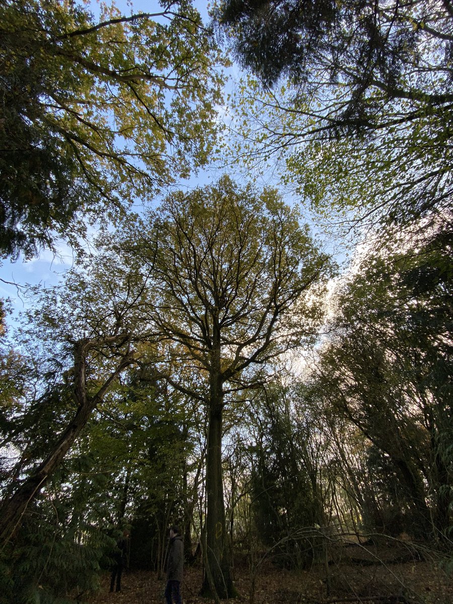 emmaclogs's tweet image. Inspiring visit back home to the #StopHS2 campsite in Cubbington. Thanks to the amazing people trying to save our ancient woodland #saveCubbingtonWoods @WalkHs2 @ChrisGPackham