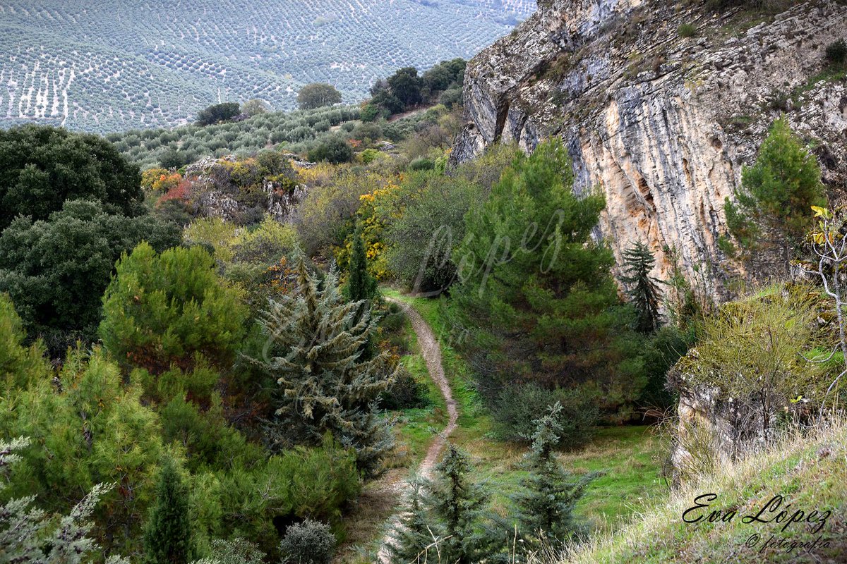 EvaM_Lopez's tweet photo. Día de recarga de pilas...
#AlcaláLaReal #zumaques #zumacal #sendero #senderismo #ruta #bosque #naturaleza #camino #paisaje #landscape #landschaft #otoño #Noviembre #fotografía https://t.co/nLutc4WOgi